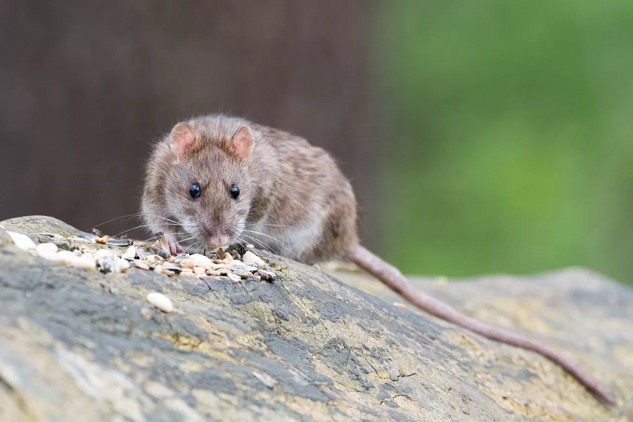 Top DIY Methods for Preventing Rodent Infestations in Alexandria, VA 1 Top Diy Methods For Preventing Rodent Infestations In Alexandria Va - Pest Chase