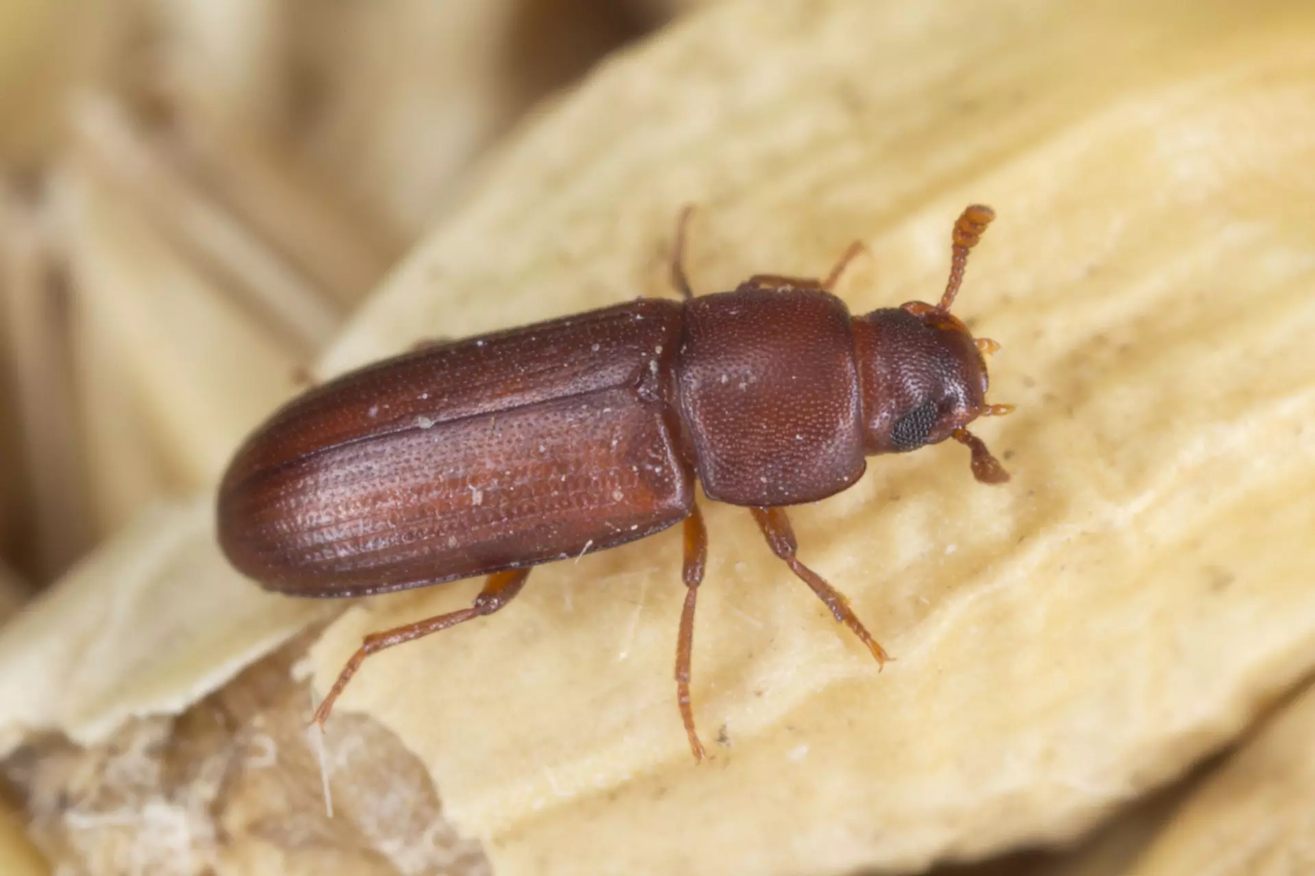 Effective Beetles Control and Extermination Services in Woodbridge VA 1 Beetle control in Woodbridge, VA