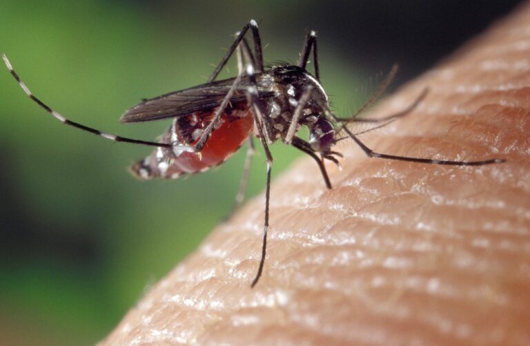 Strategies for Effective Mosquito Extermination in Alexandria, VA