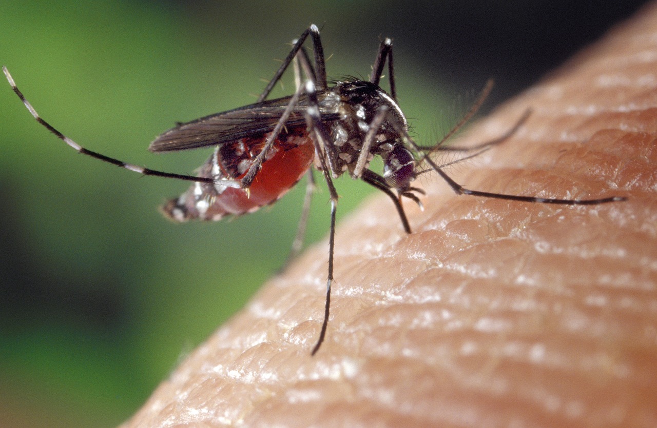 Effective Mosquito Control and Extermination Services in Oakton VA 1 Mosquito control in Oakton, VA