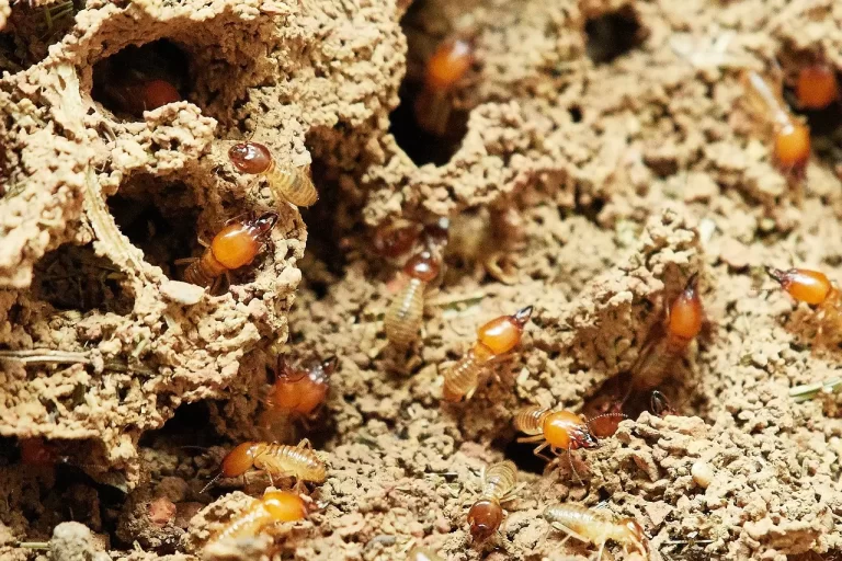 Termite Damage Prevention in Alexandria, VA
