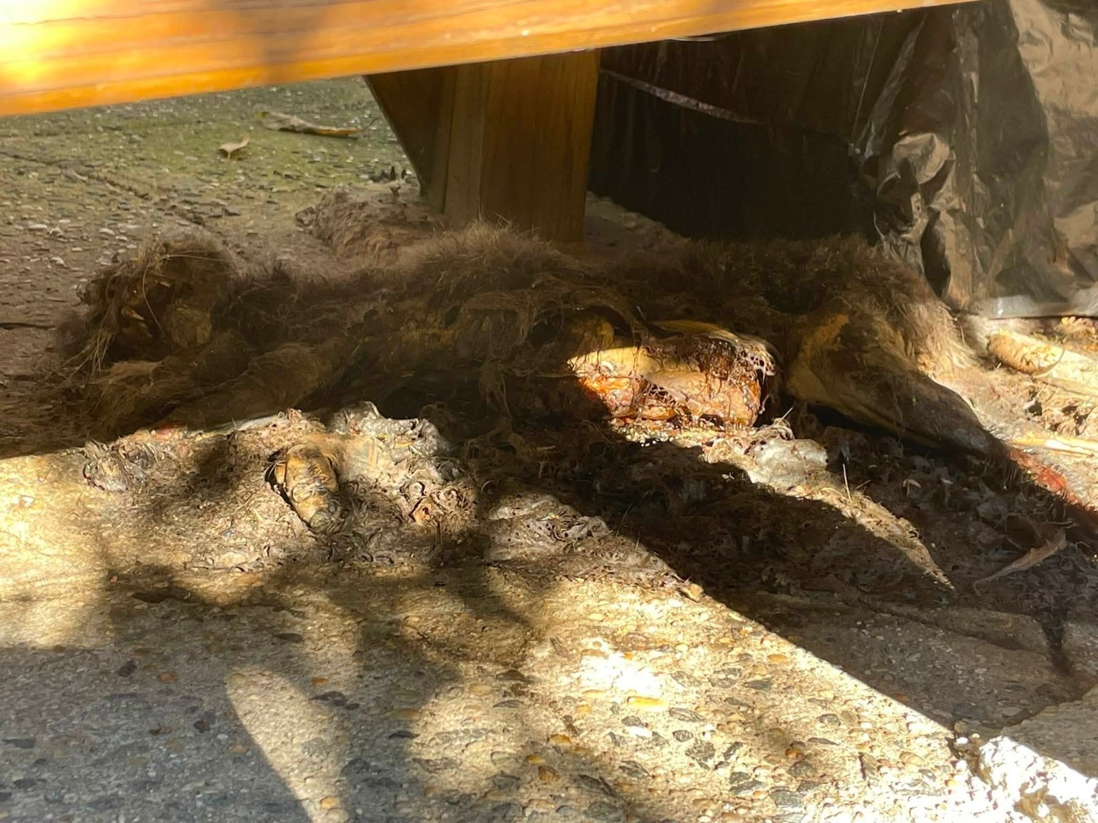 Dead Animal Removal in Alexandria VA 2 Dead Animal Removal Alexandria,VA Pest Case
